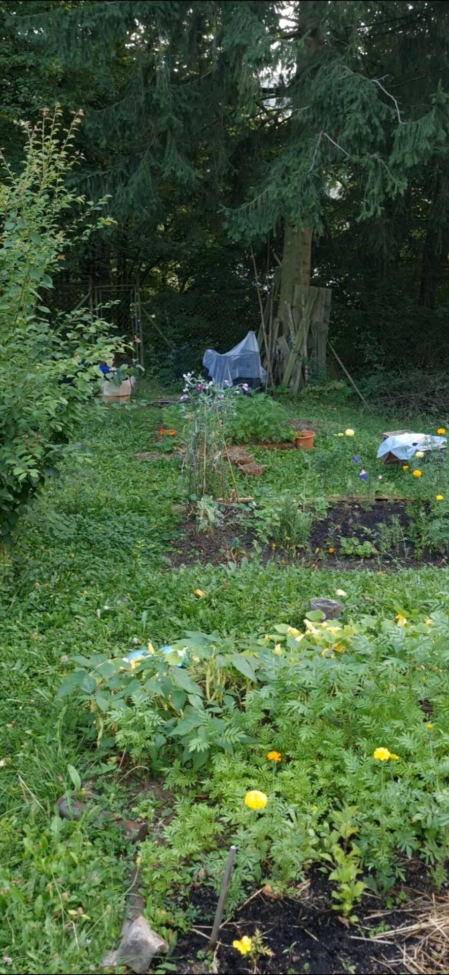Predaj záhrady, Sady pod Dedovcom, Žliabok , Trenčianske Teplice — foto 2